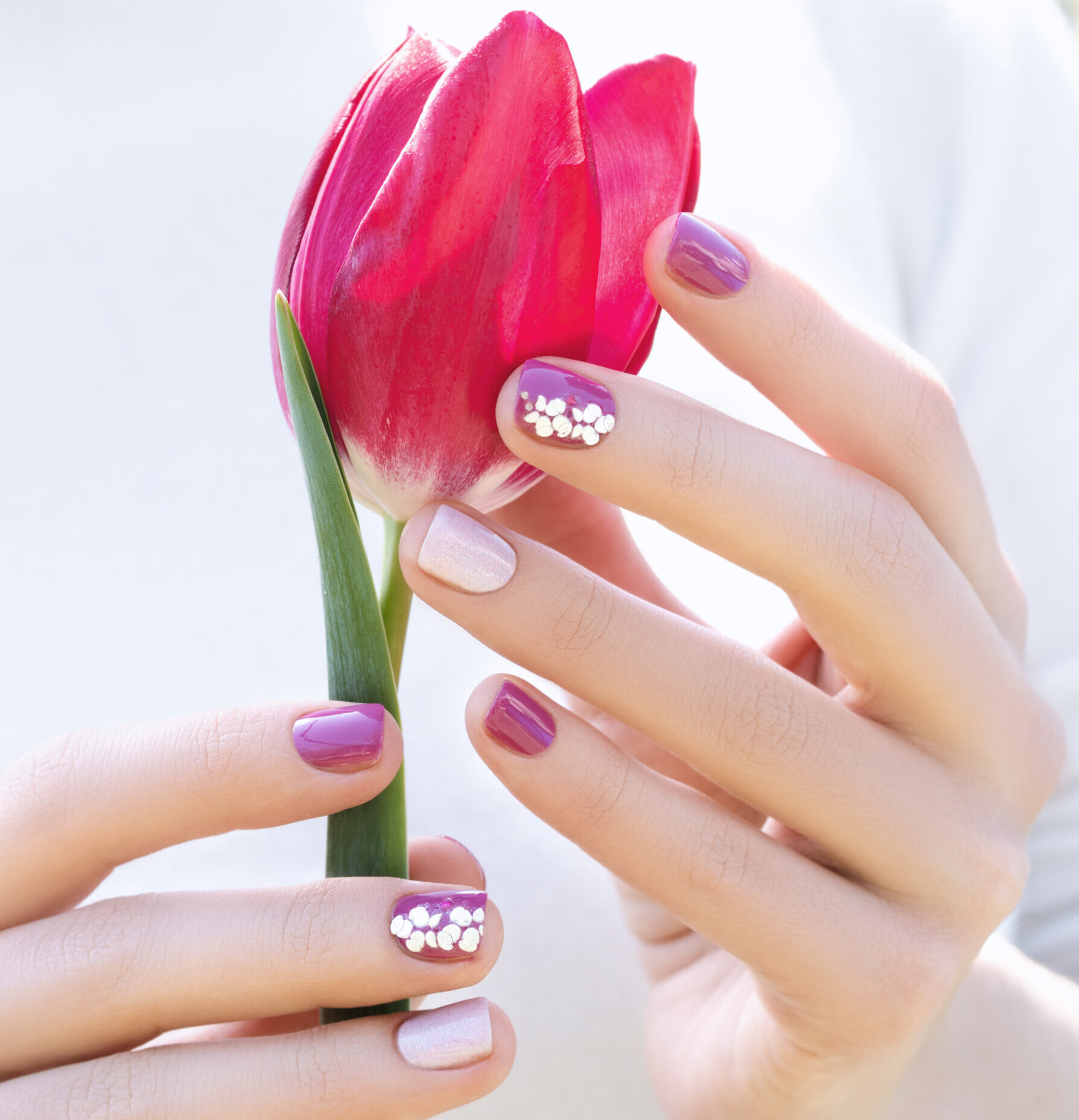 Female hands with purple nail design holding beautiful pink tulip